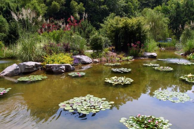 Name:  pond-27_jpg.jpg
Views: 2093
Size:  65.6 KB