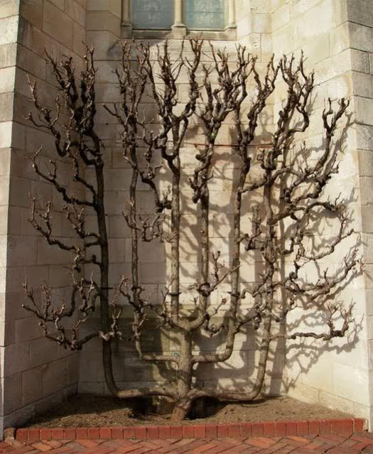 Name:  espalier1.jpg
Views: 3863
Size:  67.2 KB