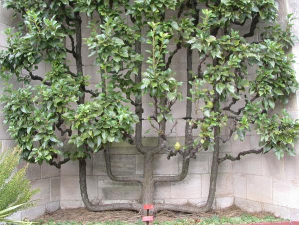 Name:  espalieredpeartree_e.jpg
Views: 5638
Size:  62.4 KB