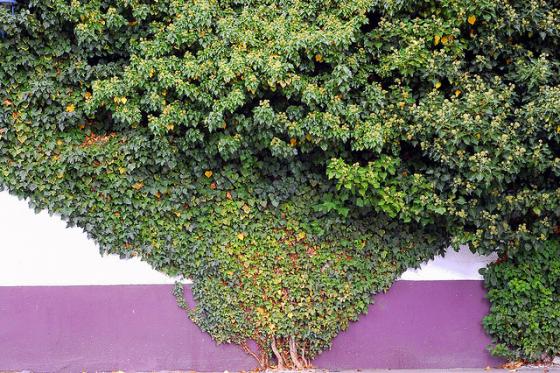 Name:  two dim.tree.jpg
Views: 5726
Size:  73.1 KB