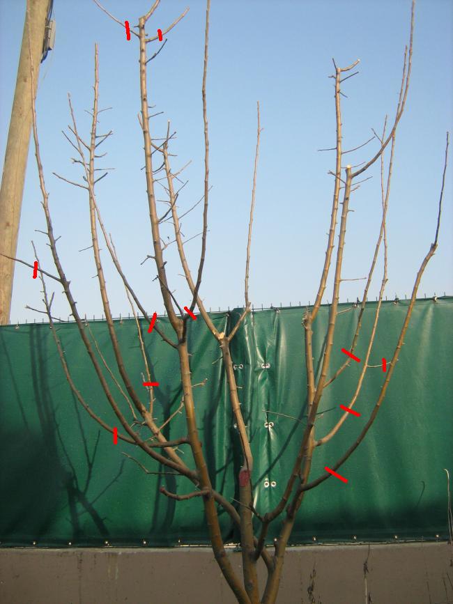 Name:  IMG_3251.jpg
Views: 1198
Size:  65.2 KB