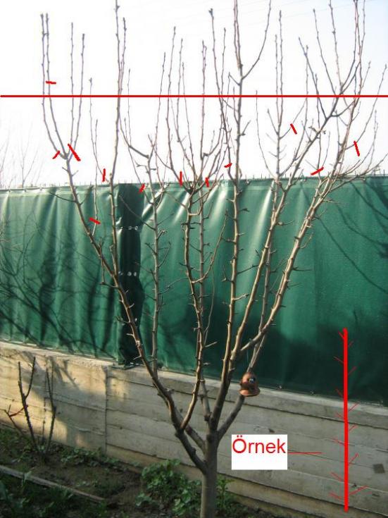 Name:  IMG_3259.jpg
Views: 2614
Size:  67.3 KB