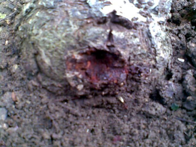 Name:  083.jpg
Views: 2566
Size:  52.4 KB
