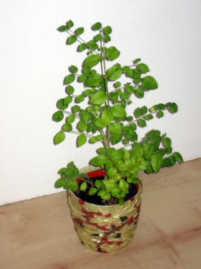 Name:  IMG_1508.jpg
Views: 15853
Size:  25.1 KB