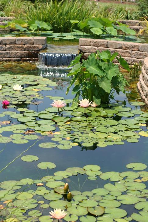 Name:  Water_Flower.jpg
Views: 1579
Size:  79.8 KB