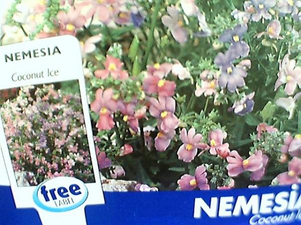 Name:  nemesia.jpg
Views: 3934
Size:  60.9 KB