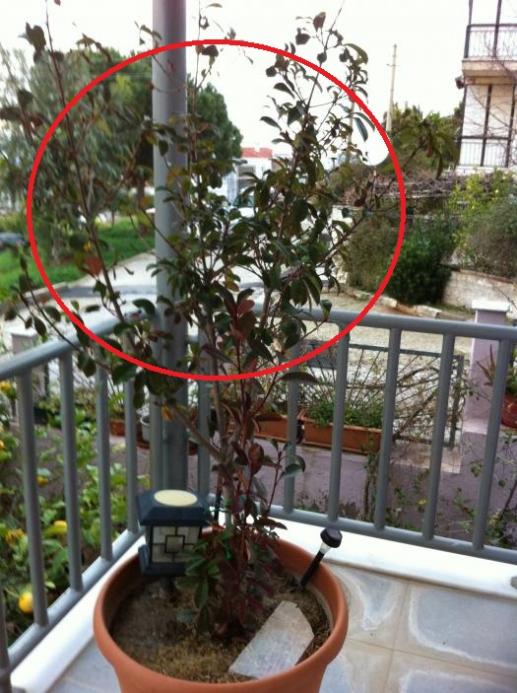 Name:  nn 009.jpg
Views: 856
Size:  69.5 KB