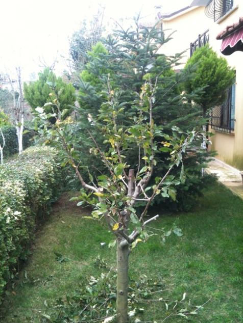 Name:  son (1).jpg
Views: 2155
Size:  64.6 KB