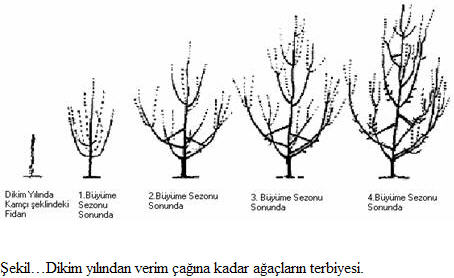 Name:  full_budama.jpg
Views: 10030
Size:  26.4 KB