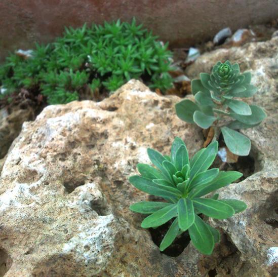 Name:  sedum.jpg
Views: 2448
Size:  58.4 KB