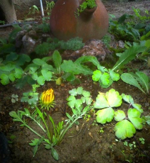 Name:  gazanya.jpg
Views: 2179
Size:  48.7 KB