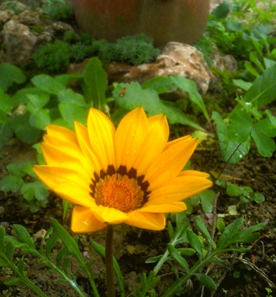 Name:  gazanya.jpg
Views: 2149
Size:  50.2 KB