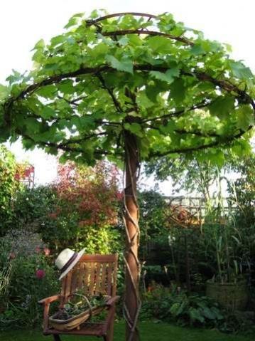 Name:  Umbrella vine.jpg
Views: 8146
Size:  40.1 KB