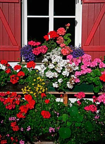 Name:  window-flowers-01-big.jpg
Views: 26319
Size:  48.6 KB
