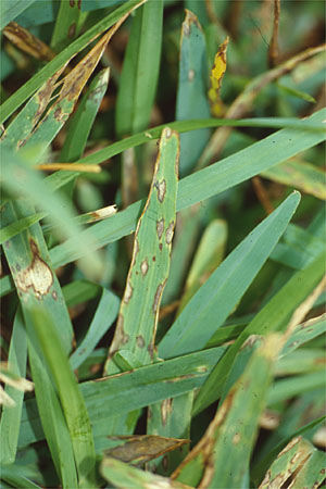 Name:  05gray_leaf_spot.jpg
Views: 1118
Size:  46.3 KB