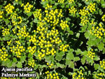Name:  ajanya1.jpg
Views: 7885
Size:  13.8 KB
