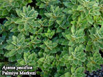 Name:  ajanyayaprak.jpg
Views: 7951
Size:  10.1 KB