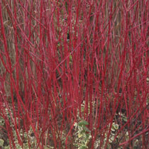 Name:  cornus_alba_sibirica.jpg
Views: 8375
Size:  19.0 KB