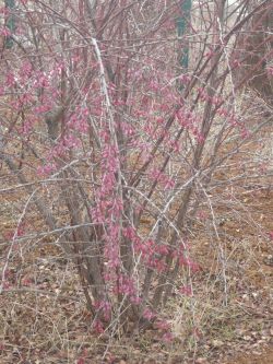 Name:  berberis.jpg
Views: 1411
Size:  27.4 KB