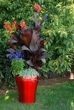 Name:  1-Tropicanna-Pot-012.jpg
Views: 1560
Size:  28.9 KB