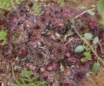 Name:  sempervivum.jpg
Views: 1311
Size:  7.1 KB