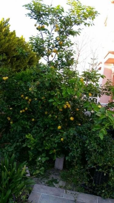 Name:  Citrus pruning ways.jpg
Views: 997
Size:  52.8 KB