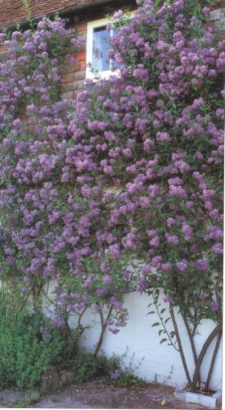 Name:  001 (330 x 600).jpg
Views: 3270
Size:  43.5 KB