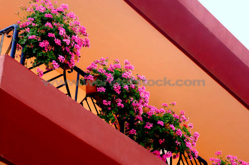 Name:  sardunya.jpg
Views: 7925
Size:  45.2 KB