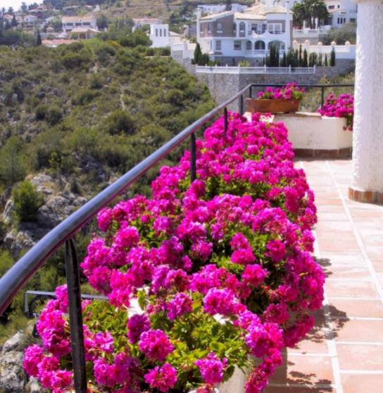 Name:  flower_boxes (1).jpg
Views: 8214
Size:  67.0 KB