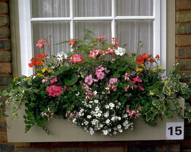 Name:  house_window_flowers.jpg
Views: 12017
Size:  67.9 KB