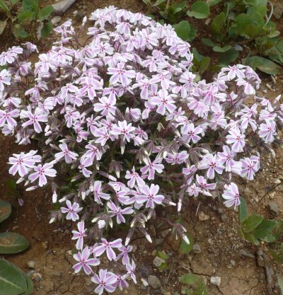 Name:  phlox2.jpg
Views: 4375
Size:  53.4 KB