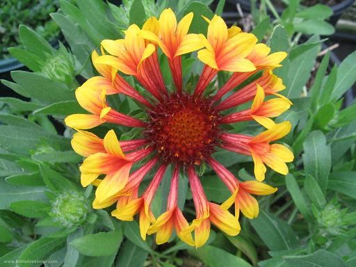 Name:  Gaillardia_2.jpg
Views: 12283
Size:  41.9 KB