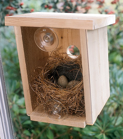 Name:  windowbird.jpg
Views: 25795
Size:  54.1 KB