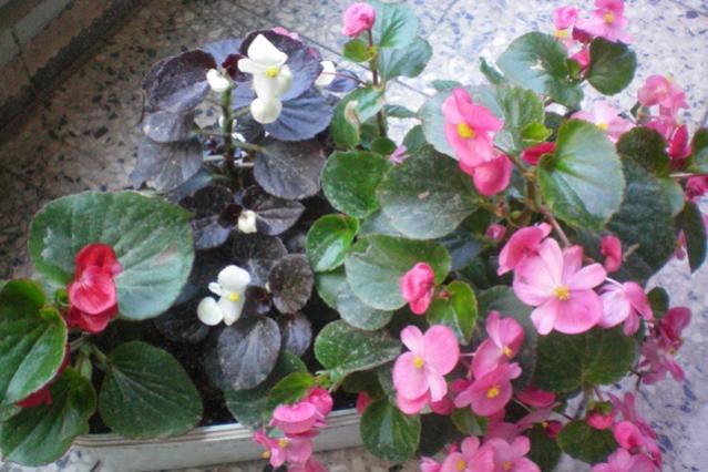 Name:  100_0099.jpg
Views: 2364
Size:  50.2 KB