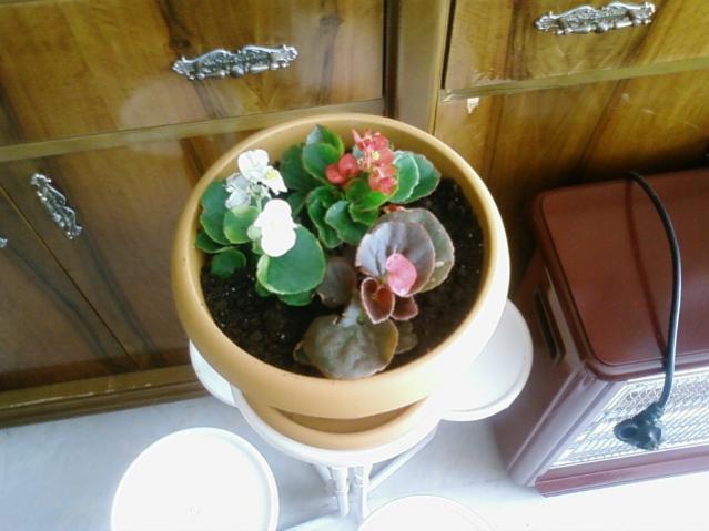 Name:  Fotoraf0078.jpg
Views: 2645
Size:  38.7 KB