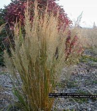 Name:  stipa.jpg
Views: 2075
Size:  14.3 KB
