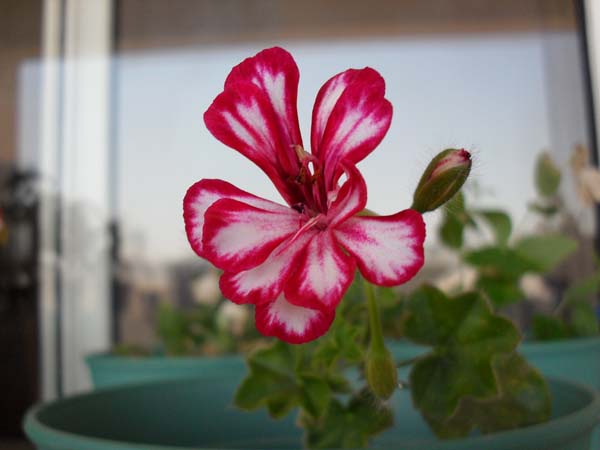 Name:  SDC10282.JPG
Views: 1933
Size:  51.7 KB