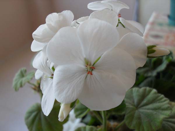 Name:  SDC10446.JPG
Views: 1979
Size:  45.6 KB