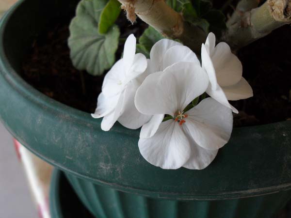 Name:  SDC10449.JPG
Views: 1932
Size:  49.3 KB