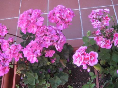 Name:  IMG_0718.jpg
Views: 1820
Size:  35.5 KB
