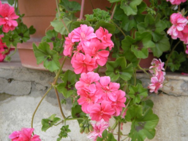 Name:  Resim 197 (600 x 450).jpg
Views: 1571
Size:  64.7 KB