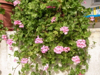 Name:  Resim 230.-2jpg.jpg
Views: 9721
Size:  40.1 KB