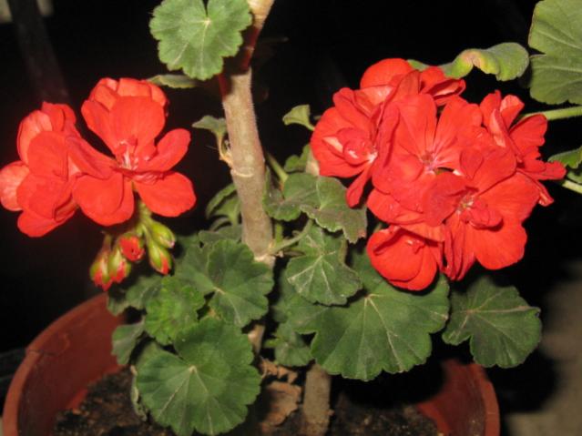 Name:  IMG_1641.jpg
Views: 1834
Size:  40.4 KB