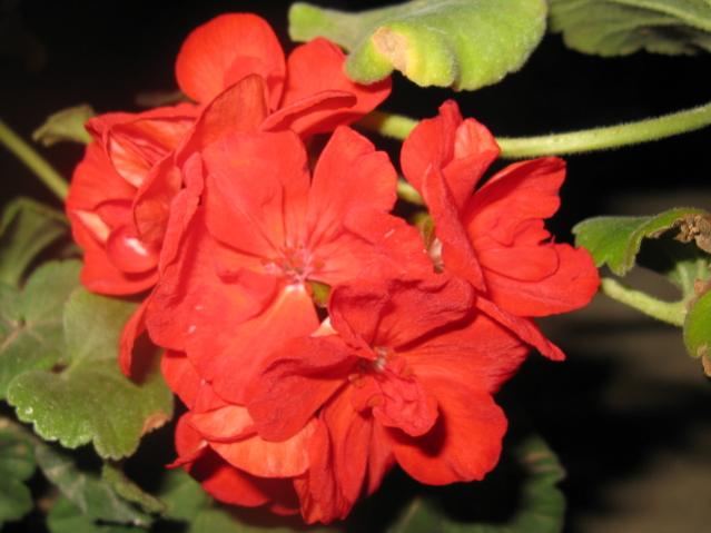 Name:  IMG_1645.jpg
Views: 1784
Size:  35.8 KB