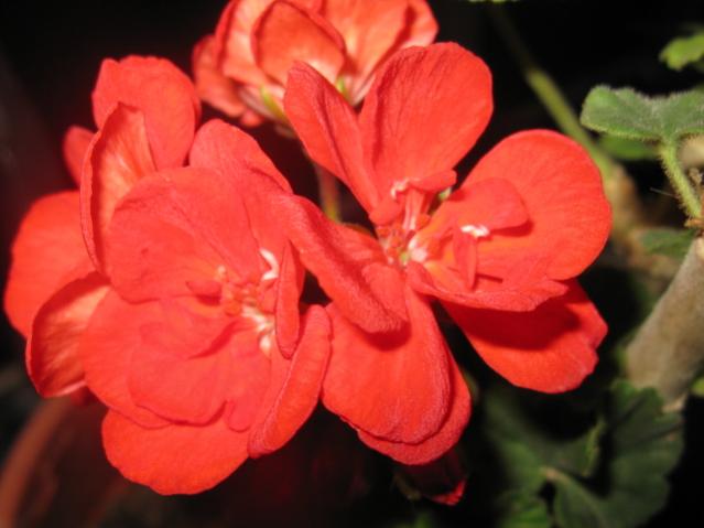 Name:  IMG_1646.jpg
Views: 1769
Size:  32.8 KB