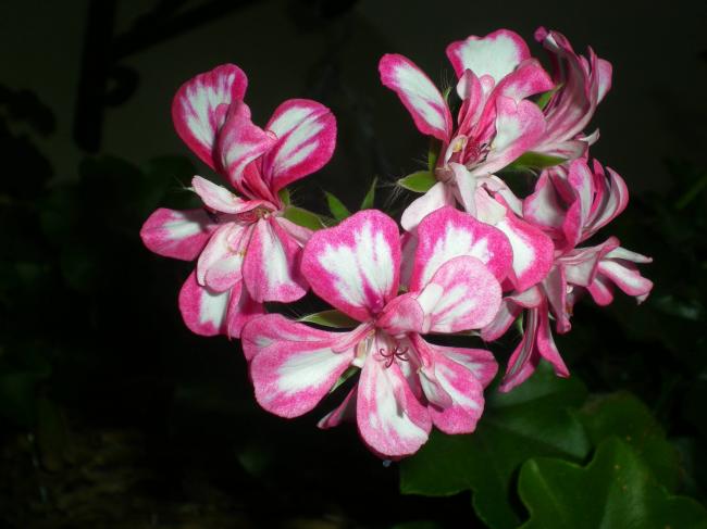 Name:  DSCN8575_tn.jpg
Views: 2251
Size:  36.7 KB