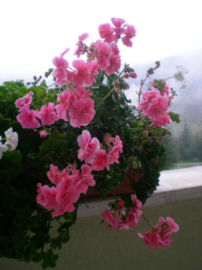Name:  01ff.jpg
Views: 2508
Size:  60.2 KB