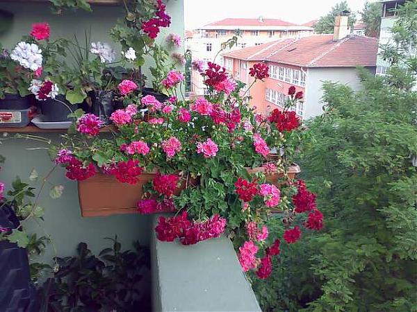 Name:  Hkn1026-kk.jpg
Views: 3680
Size:  71.0 KB