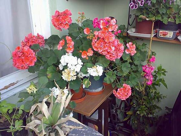 Name:  Hkn1024-kk.jpg
Views: 3668
Size:  64.3 KB