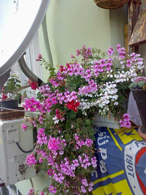 Name:  Hkn1028-kk.jpg
Views: 3528
Size:  48.6 KB